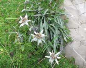 Бавария и Бодензее